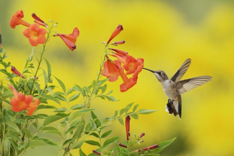 Add Color To Your Garden With A Sweet Flower Hummingbirds