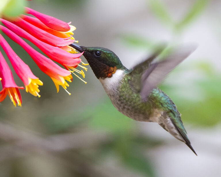 Hummingbirds and Their Interaction with Other Birds