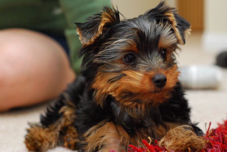 Is it a good idea to have a Yorkshire Terrier and a puppy at the same time?