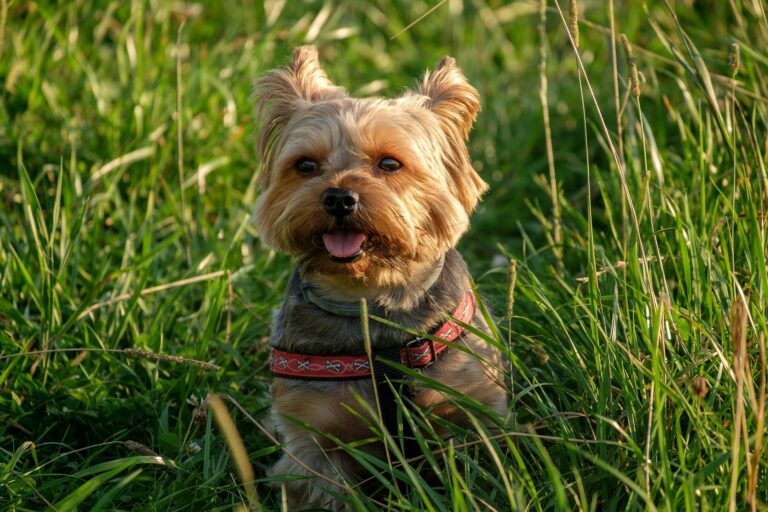 Is it bad to have your Yorkshire Terrier up high?