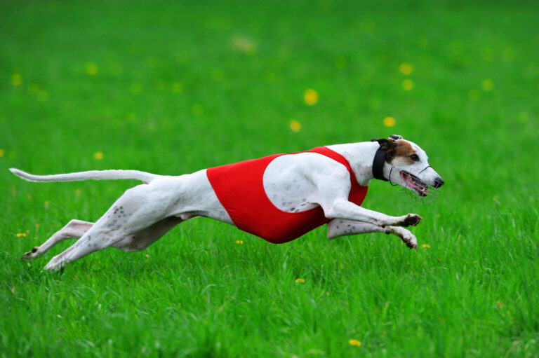 Meet the Fastest Dog Breeds in the World