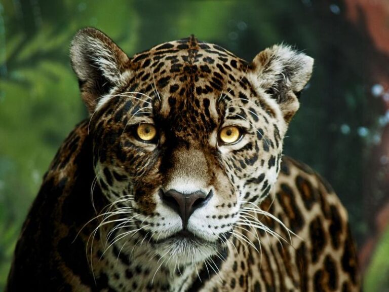 9 Most Beautiful Animals In The World