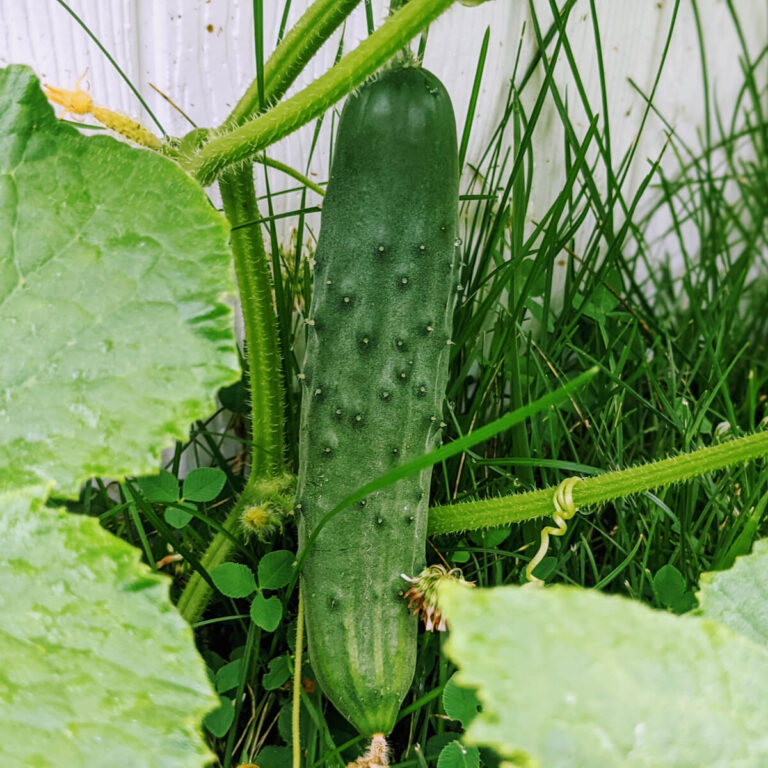 Plant These 5 Things Next to Cucumbers for a Bigger, Healthier Crop