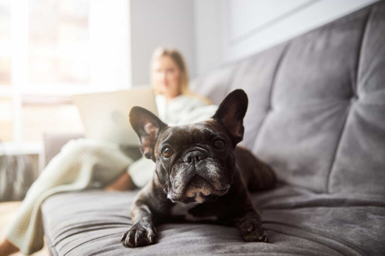 The Best Pet for You According to Your Personality and Lifestyle