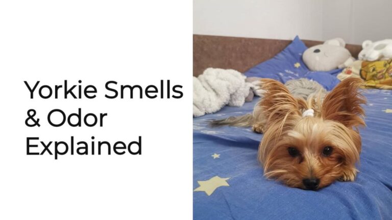 Why do Yorkshire Terriers smell so bad?